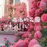 墩墩的花园抖音达人头像