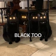 早安兔子的15只黑猫抖音达人头像