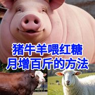 山西易康发酵菌种厂家抖音达人头像