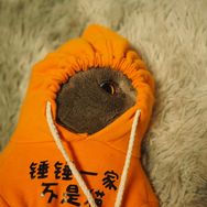 锤锤一家不是猫抖音达人头像