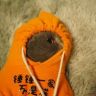 锤锤一家不是猫抖音达人头像