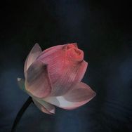 日行一善-抖音号头像