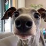 钻衣怪兽🐶奥利奥小饼干抖音达人头像