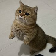 金猫大圆子抖音达人头像