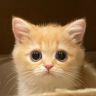 一只鱼蛋仔🐱抖音达人头像