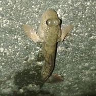 抓鱼大哥抓大鱼🐠抖音达人头像