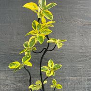 小良花木抖音达人头像