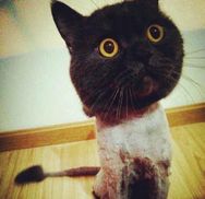 萃香坊香精原液抖音号头像