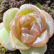 云南东云多肉园抖音号头像