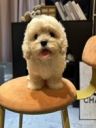 麦穗宠物专营店抖音达人头像