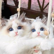 OPM布偶猫舍抖音达人头像