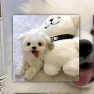 哆果果宠物玩具抖音达人头像