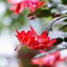 小花花园抖音达人头像