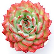 独行侠多肉花房抖音达人头像