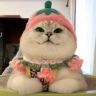 就稀罕猫抖音达人头像