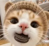 猫meme的彩虹糖抖音达人头像