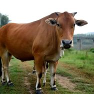 翠花生鲜抖音号头像