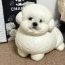 ceo是个窝囊大面包🥯抖音达人头像
