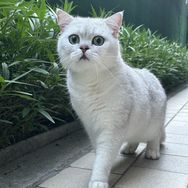 叮当猫抖音达人头像
