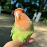 太阳鹦鹉🦜抖音达人头像