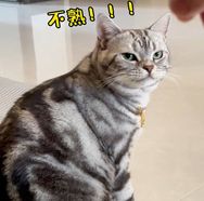 乾乾家的猫抖音达人头像