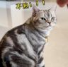 乾乾家的猫抖音达人头像