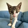 小科也养猫啦🐱抖音达人头像