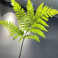 百花林园艺抖音达人头像