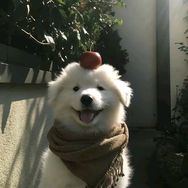 小新科普抖音达人头像