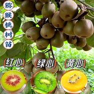 喜乐多果树苗木抖音达人头像