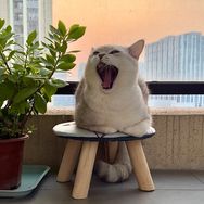 发财是只猫抖音达人头像