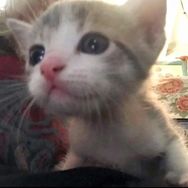 小猫日记抖音达人头像