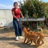 婷婷家的护卫犬抖音达人头像