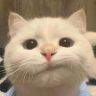 猫砂品鉴官抖音达人头像