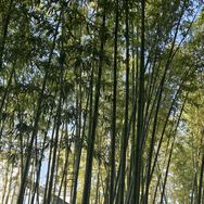 荷花糖甄选抖音达人头像