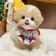 嘟嘟高端宠物店抖音达人头像