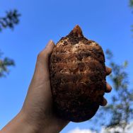 小草坝天麻耕心甄选抖音达人头像