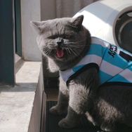 唐伯虎是只猫抖音达人头像