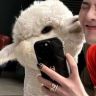 大熊猫儿🐼抖音达人头像