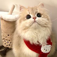 吉啊的猫抖音达人头像