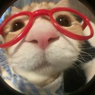 猫meme的毛坯人生抖音达人头像