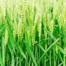 小麦种植管理抖音号头像