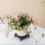 植绝花卉抖音达人头像