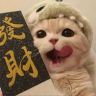 华喵喵宠物-宠猫阁抖音达人头像