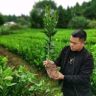 简阳市鑫嘉益苗木种植专业合作社694企业店抖音达人头像