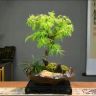 植悟花卉抖音达人头像
