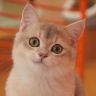 社畜养猫抖音达人头像