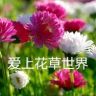 爱上花草抖音达人头像