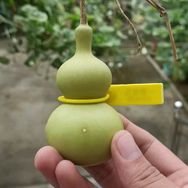 一葫老九 (橱窗下单)抖音达人头像