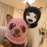 阿猫阿狗抖音达人头像